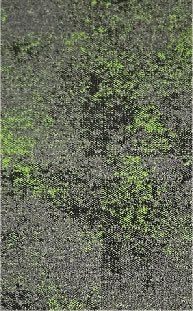 Ren Green